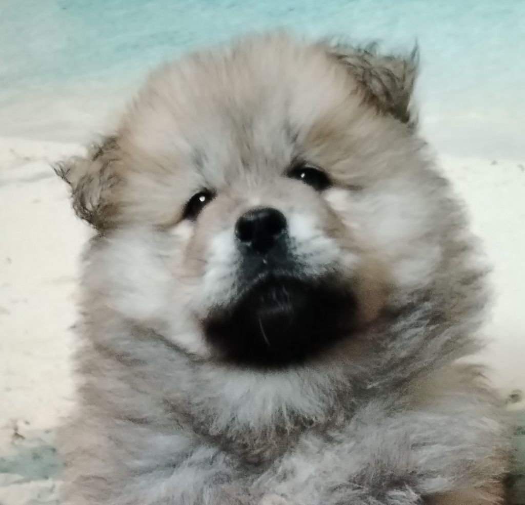 Chiots eurasier lof