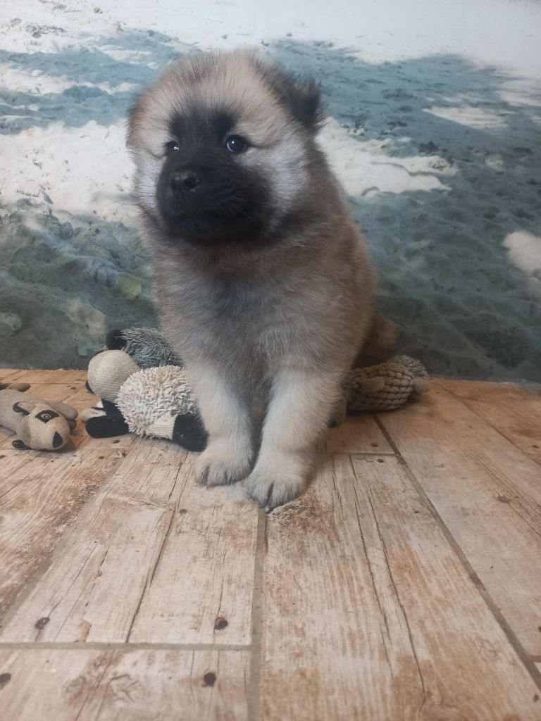 Du Mistral Normand - Chiots disponibles - Eurasier