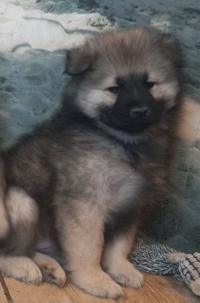 Du Mistral Normand - Chiots disponibles - Eurasier