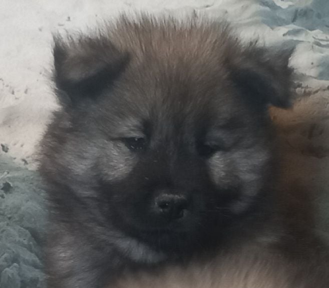 Du Mistral Normand - Chiots disponibles - Eurasier