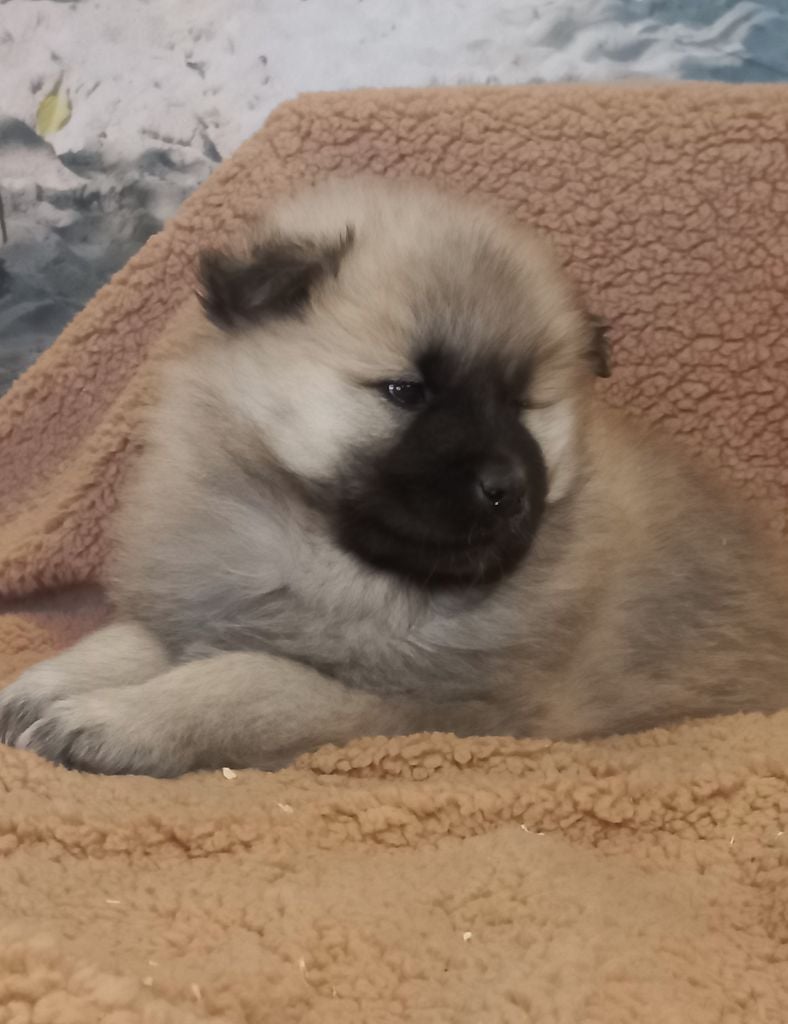 Du Mistral Normand - Chiots disponibles - Eurasier