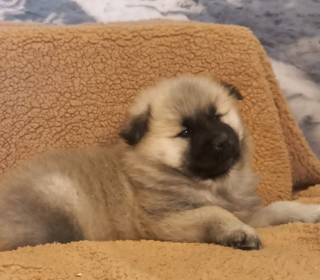 Du Mistral Normand - Chiots disponibles - Eurasier