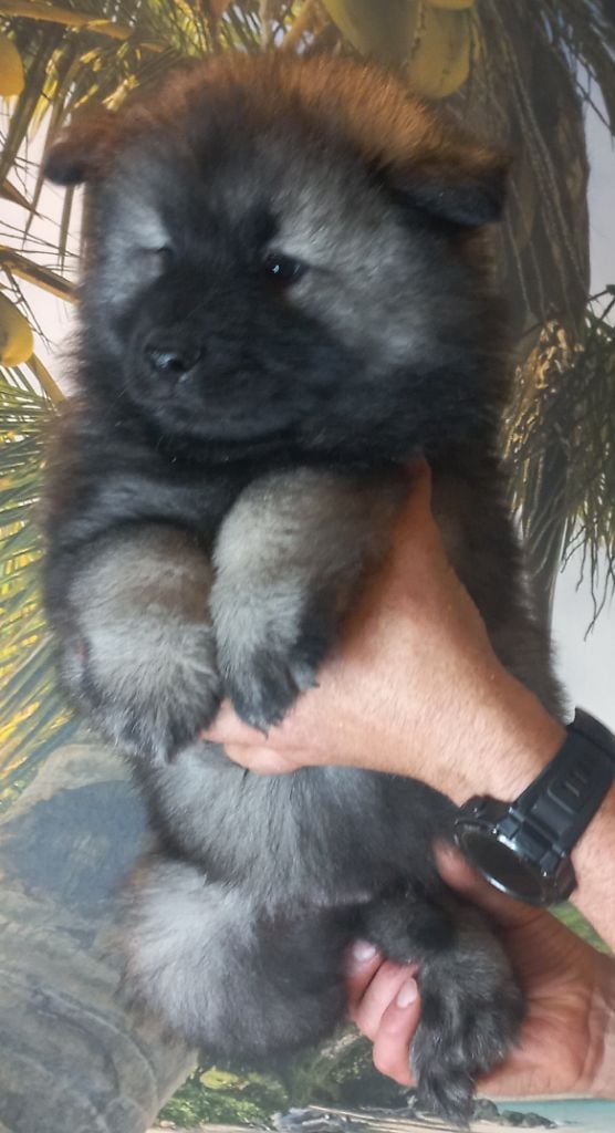 Du Mistral Normand - Chiots disponibles - Eurasier