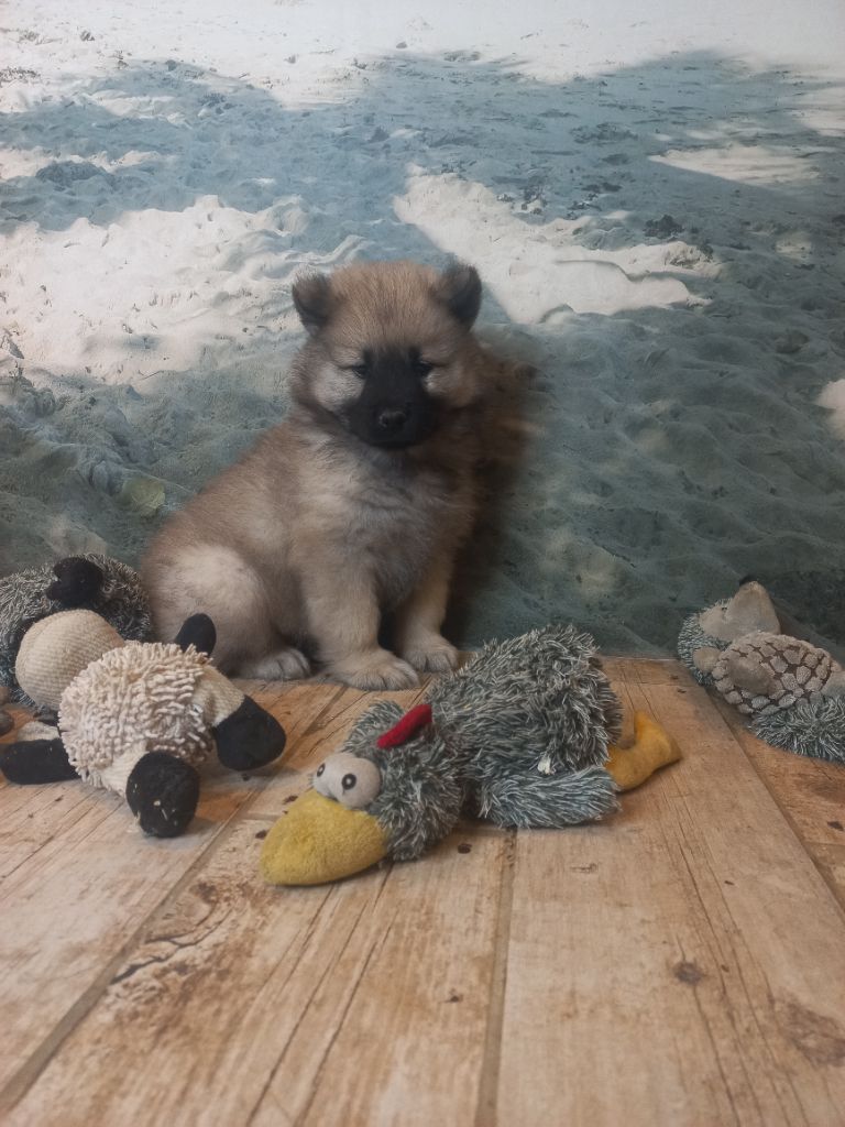 Du Mistral Normand - Chiots disponibles - Eurasier