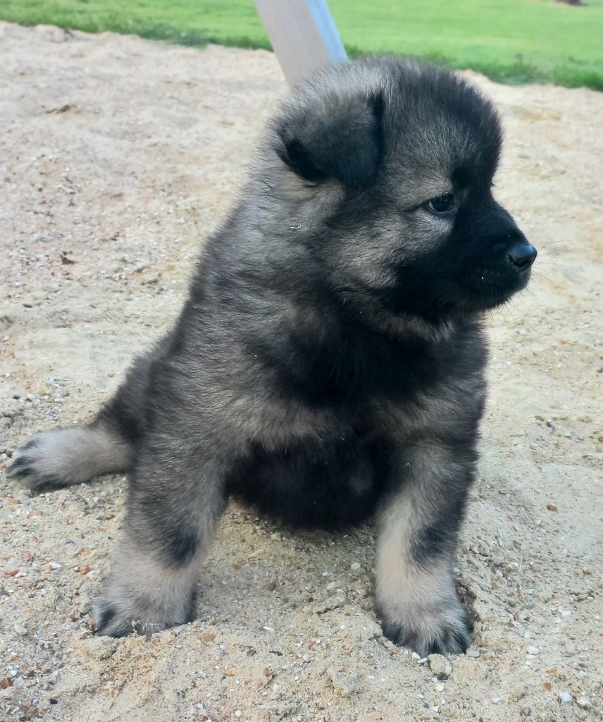 Du Mistral Normand - Chiots disponibles - Eurasier