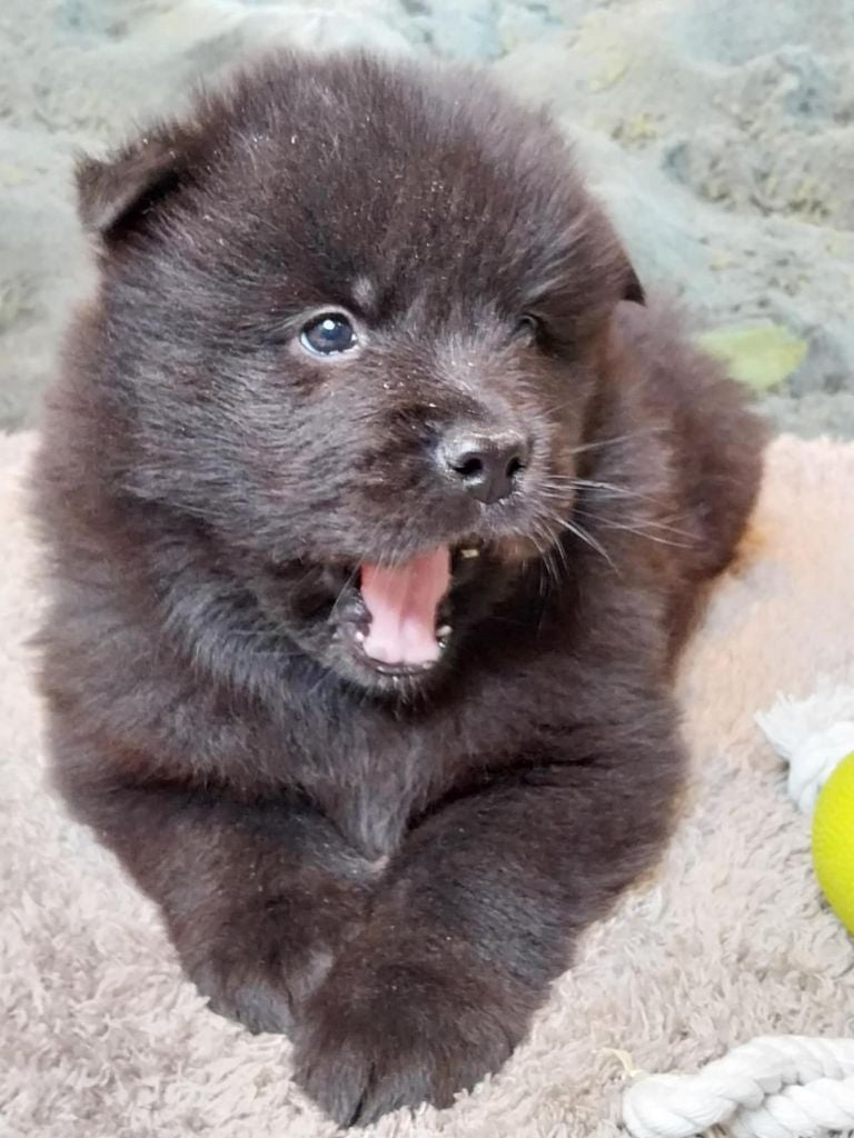 Du Mistral Normand - Chiots disponibles - Eurasier