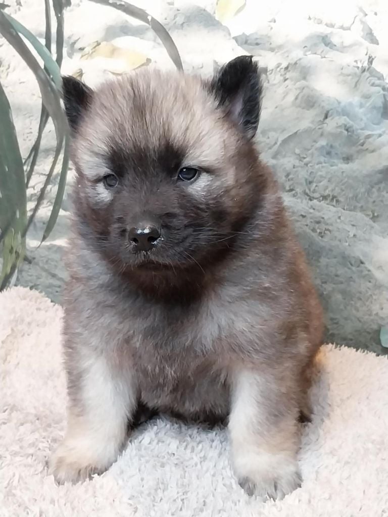 Du Mistral Normand - Chiots disponibles - Eurasier