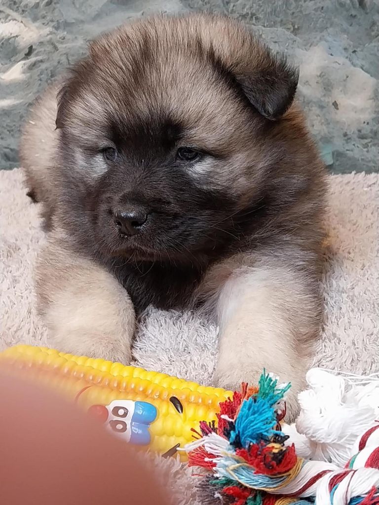 Du Mistral Normand - Chiots disponibles - Eurasier