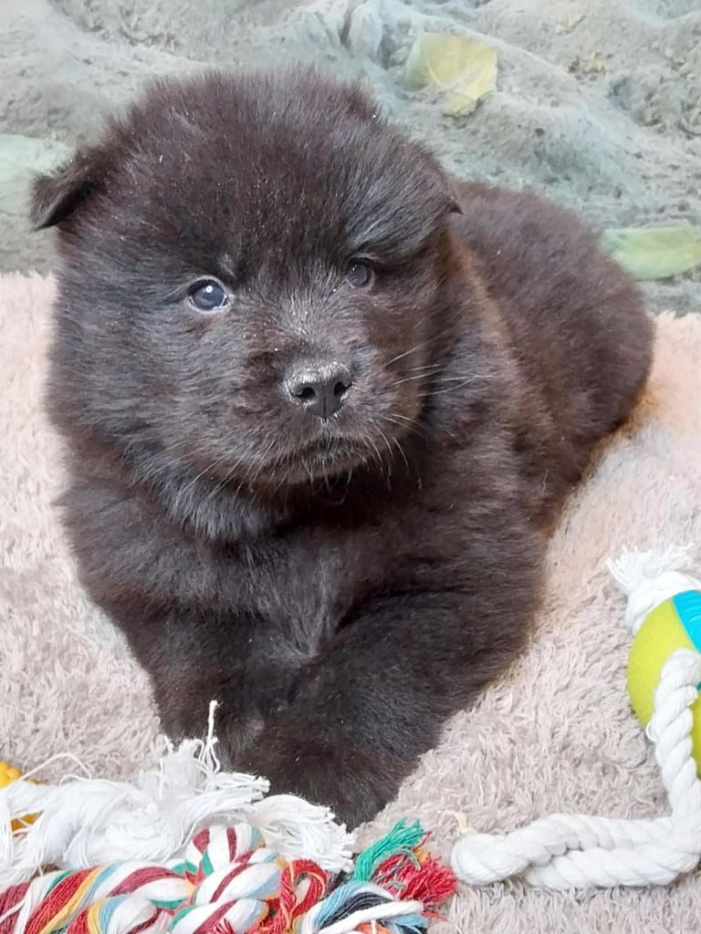 Du Mistral Normand - Chiots disponibles - Eurasier