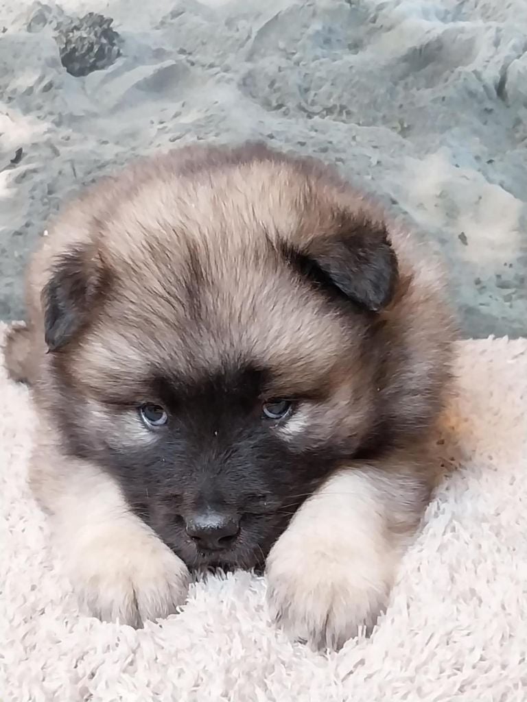 Du Mistral Normand - Chiots disponibles - Eurasier