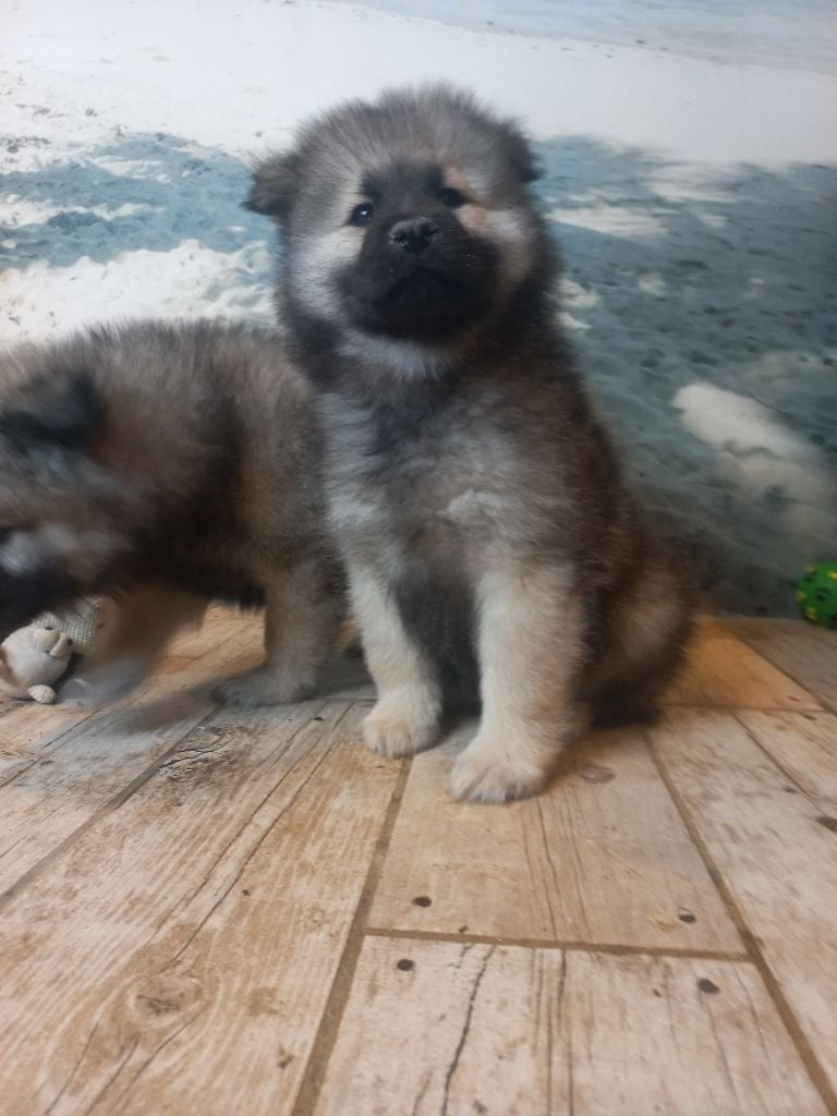 Du Mistral Normand - Chiots disponibles - Eurasier