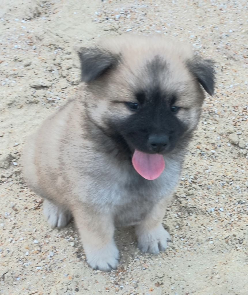 Du Mistral Normand - Chiots disponibles - Eurasier