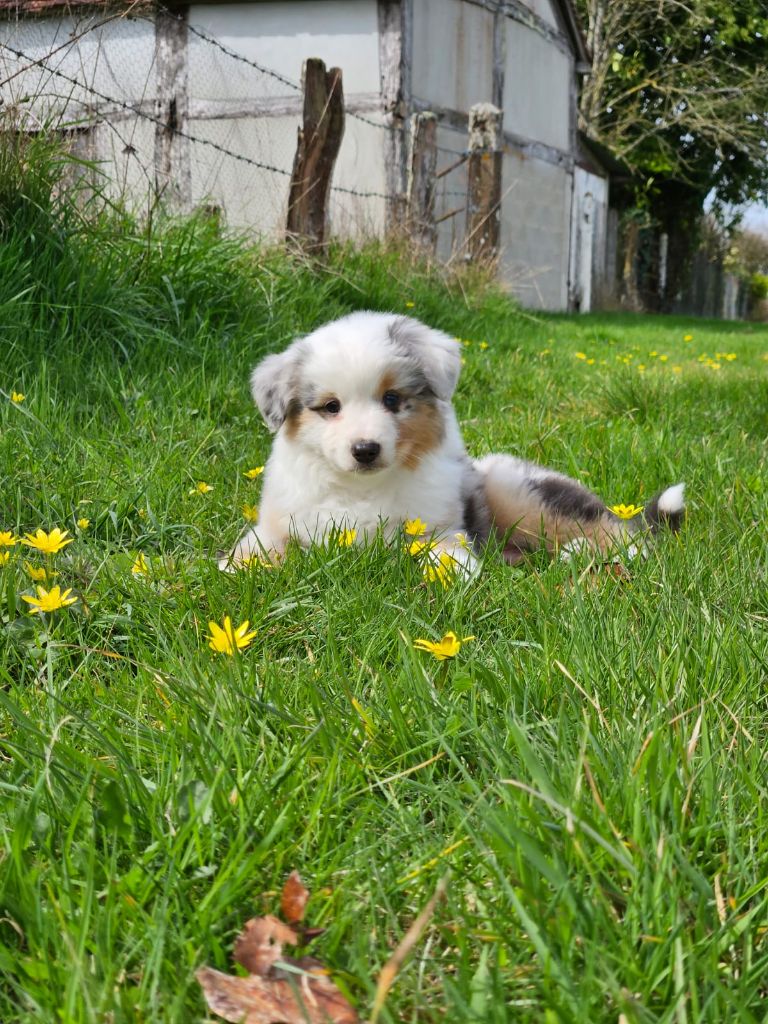 Du Domaine De La Pierre Levèe - Chiots disponibles - Berger Américain Miniature 