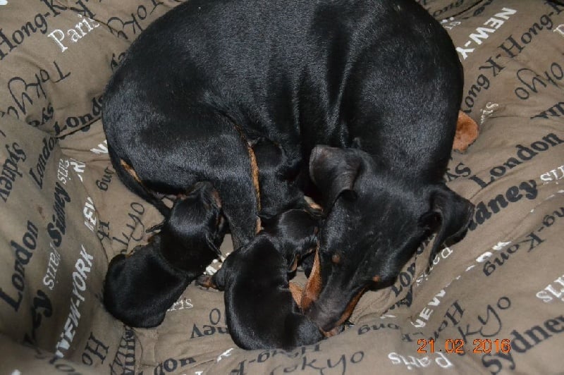 De L'Elite Noir Et Feu - Manchester Terrier - Portée née le 13/02/2016