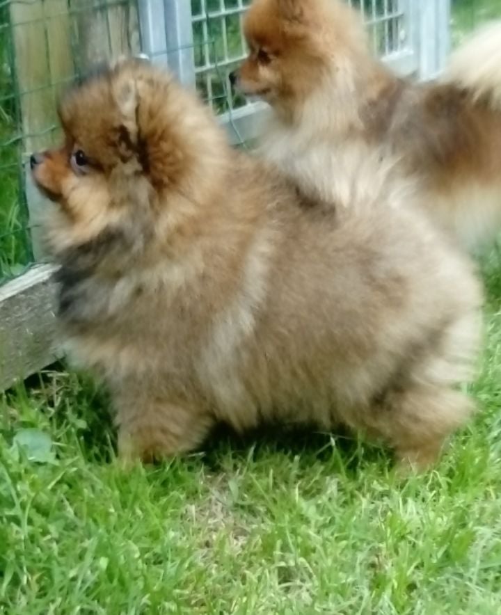 Des Fripouilles Du Mauriana - Chiots disponibles - Spitz allemand