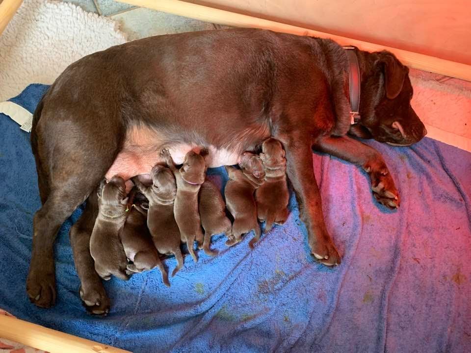 Chiot Labrador Retriever Chocolate Of The Dona Cottage