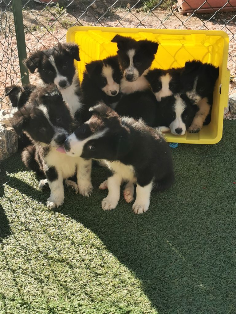 Des Shetland Des Pyrenees - Border Collie - Portée née le 03/10/2023