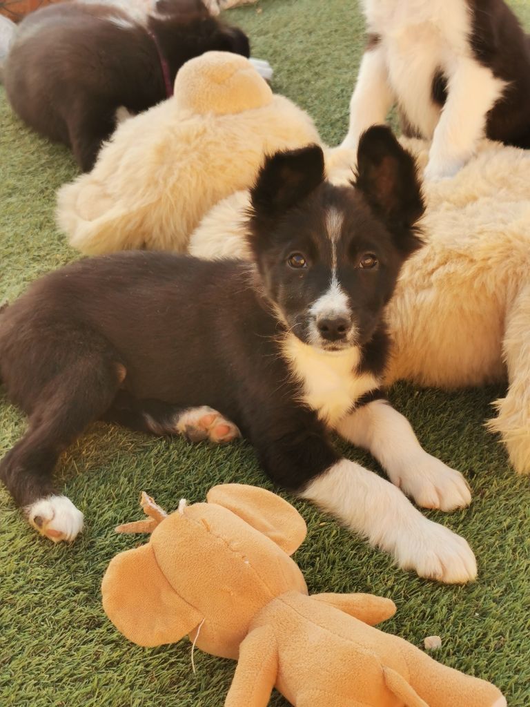 Des Shetland Des Pyrenees - Chiots disponibles - Border Collie