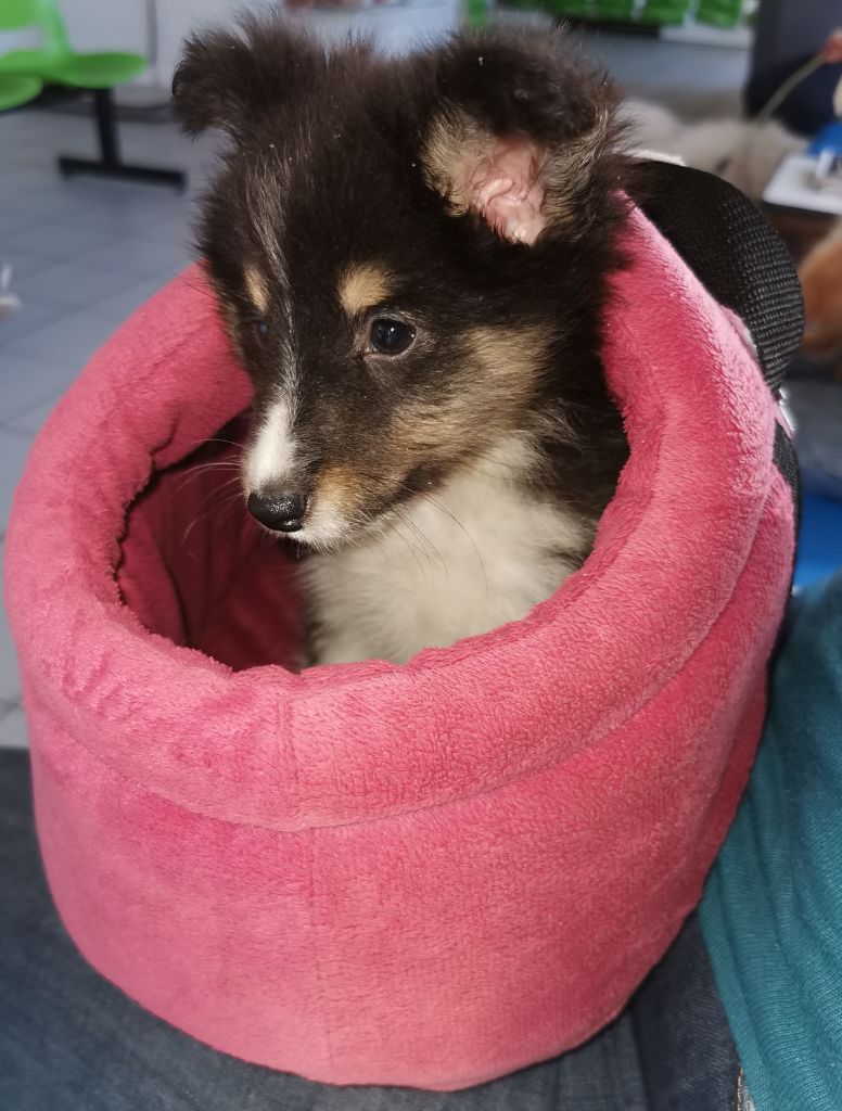 Des Shetland Des Pyrenees - Shetland Sheepdog - Portée née le 19/01/2023