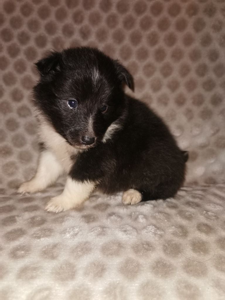 Des Shetland Des Pyrenees - Shetland Sheepdog - Portée née le 26/03/2023