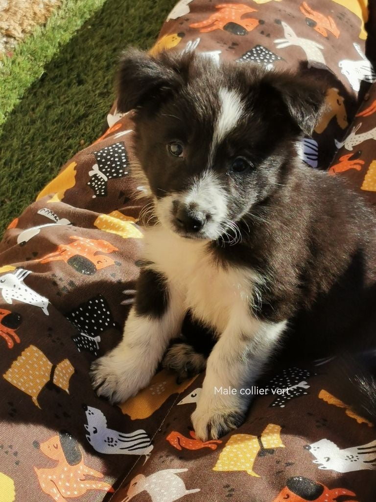 Des Shetland Des Pyrenees - Chiots disponibles - Border Collie