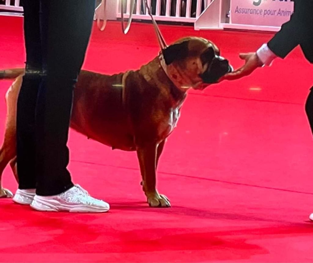 de Peyriac de Mer - Europeen Dog Show de Paris