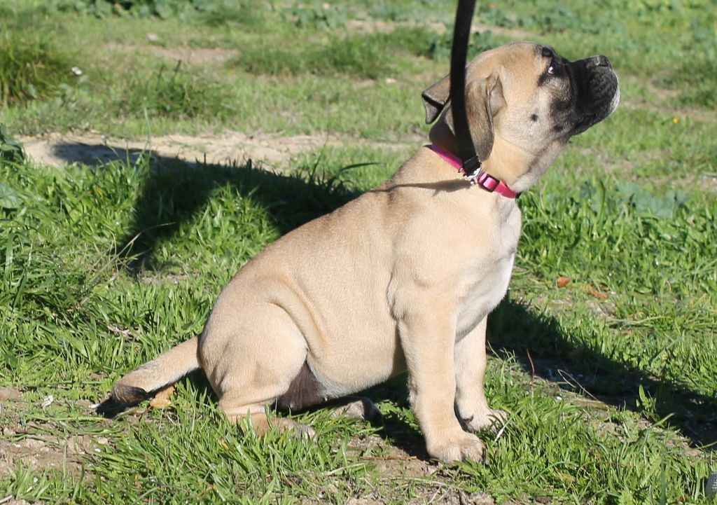 de Peyriac de Mer - Chiots disponibles - Bulldog continental