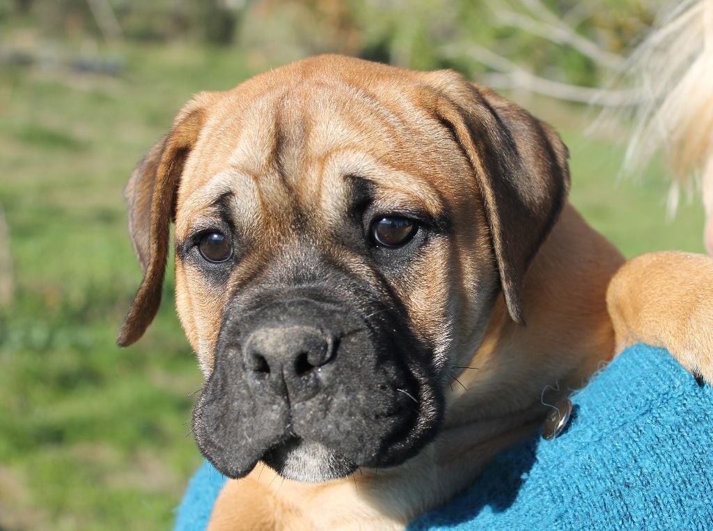 de Peyriac de Mer - Chiots disponibles - Bulldog continental