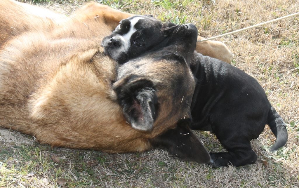 de Peyriac de Mer - Chiots disponibles - Bulldog continental