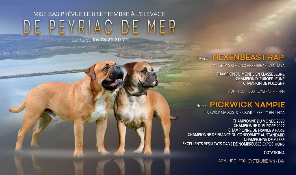 Chiot Bulldog continental de Peyriac de Mer