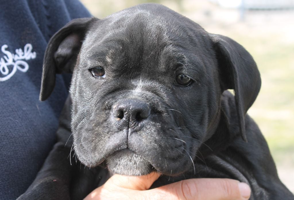 de Peyriac de Mer - Chiots disponibles - Bulldog continental