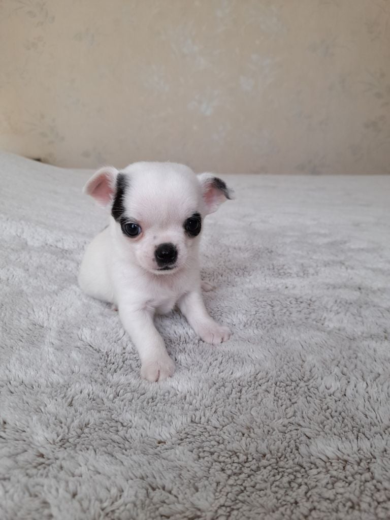 Chichi-Tamagotchi - Chiots disponibles - Chihuahua