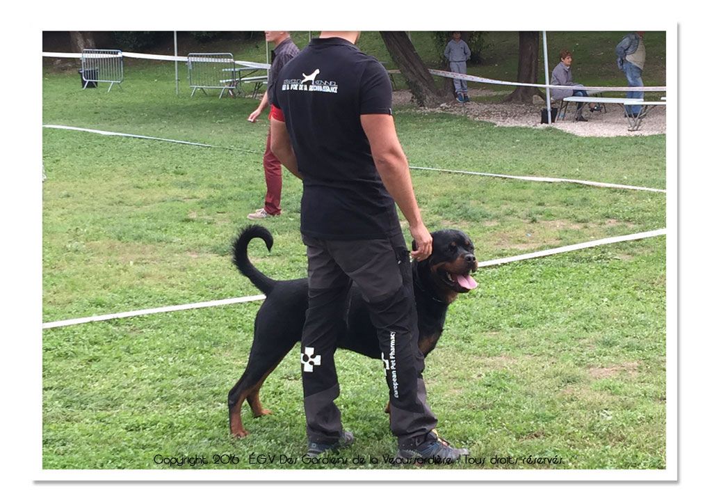 Des Gardiens De La Veaussardière - Regional Show UFR Aubagne 10/2015 (Imotep SVR)