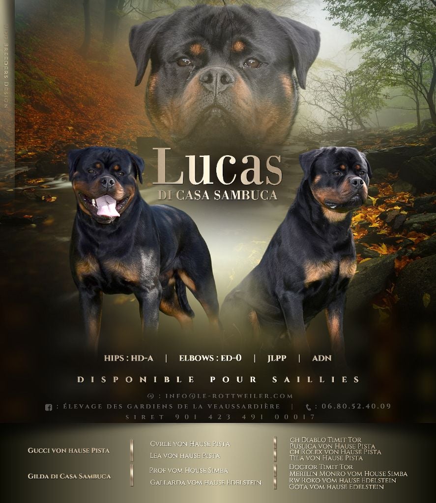 Lucas di Casa Sambuca dispo pour saillies