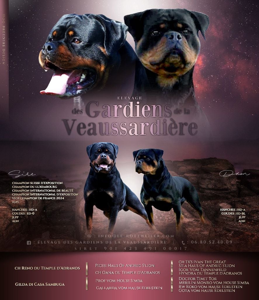 Chiot Rottweiler Des Gardiens De La Veaussardière