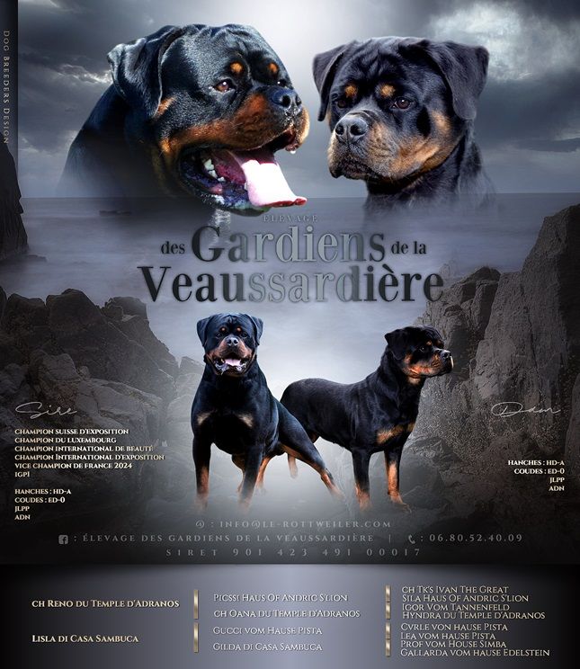 Des Gardiens De La Veaussardière - Rottweiler - Portée née le 18/02/2025