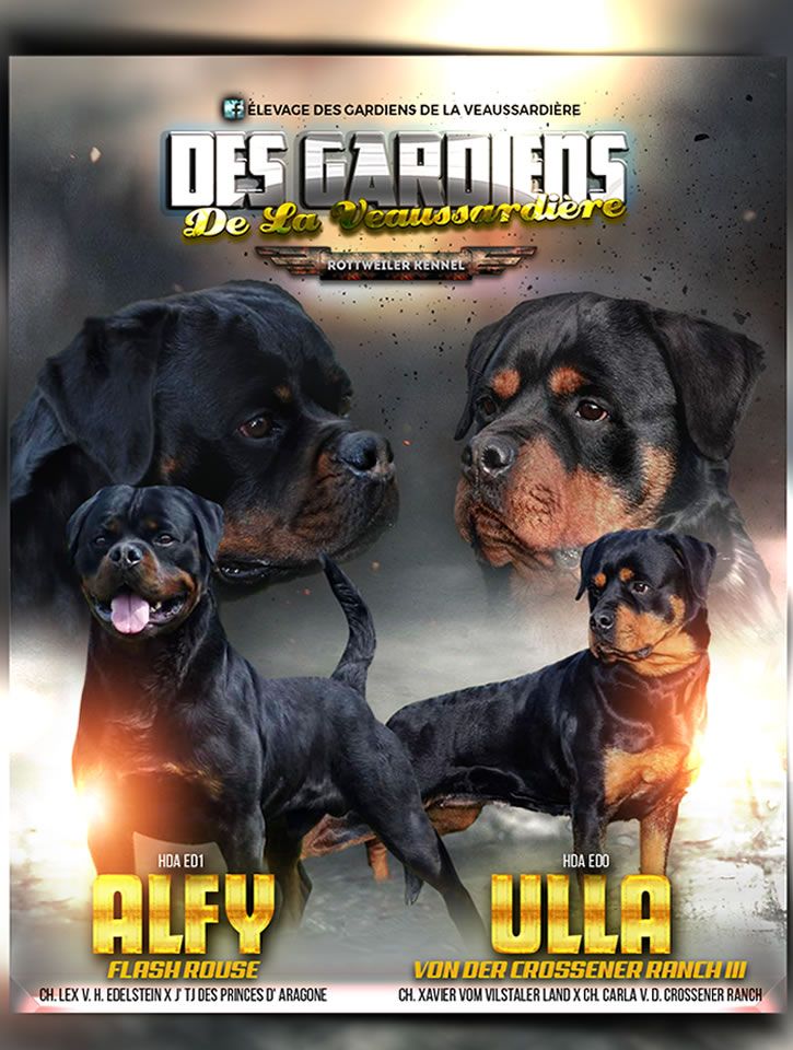 Des Gardiens De La Veaussardière - Rottweiler - Portée née le 29/07/2022