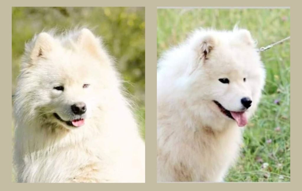 Naissance Nov. 2024 Chiots samoyede LOF (type ours)