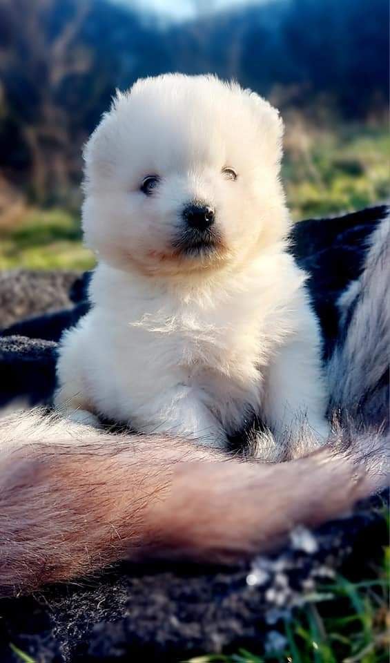 Naissance a Noel décembre 2022  1 femelle et 3 mâles samoyede LOF 