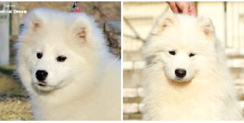 Chiots samoyede a naître Aout 2023 Mariage de Lionoris & Sky  