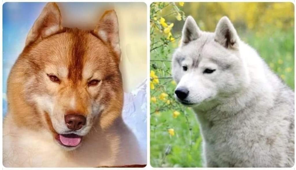 Of Moonlight's Rhapsody - Magnifiques Chiots Husky LOF, parents testés nés le 10 juillet 24 