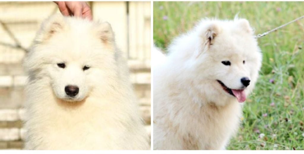 Naissance samoyedes sept. 2023 (type ours)