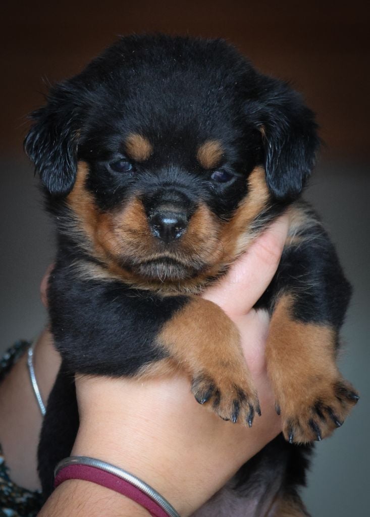 House Of Warrior - Chiots disponibles - Rottweiler