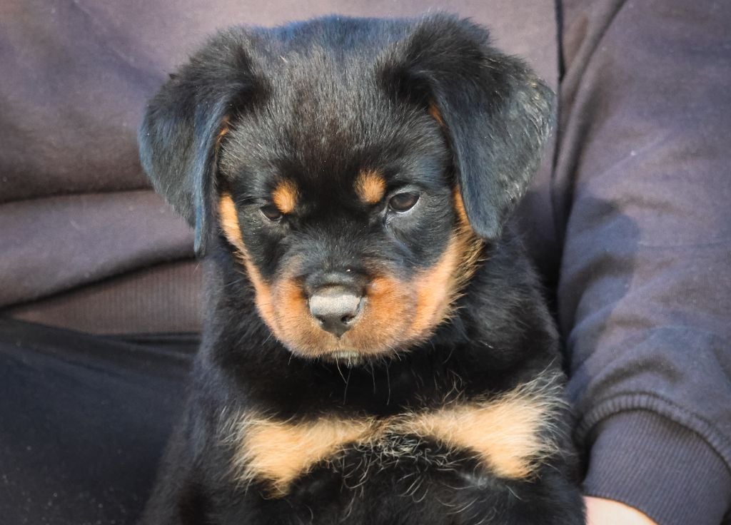 House Of Warrior - Chiots disponibles - Rottweiler