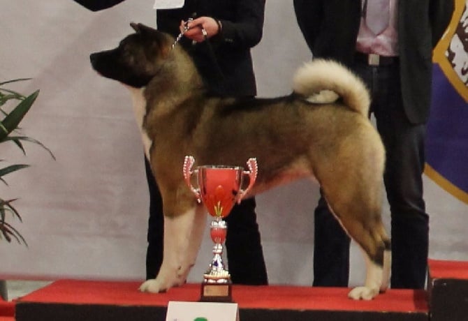 Paris dog show 