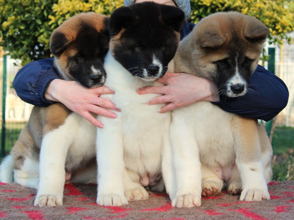 Chiot Akita americain d'Aucérès