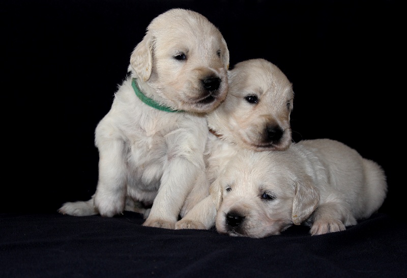 Du Clos D'hestia - Golden Retriever - Portée née le 18/07/2013