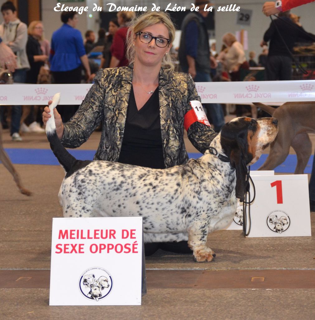 du Domaine De Léon De La Seille - Meilleur de sexe oposé CACIB CACS Metz nov 2017