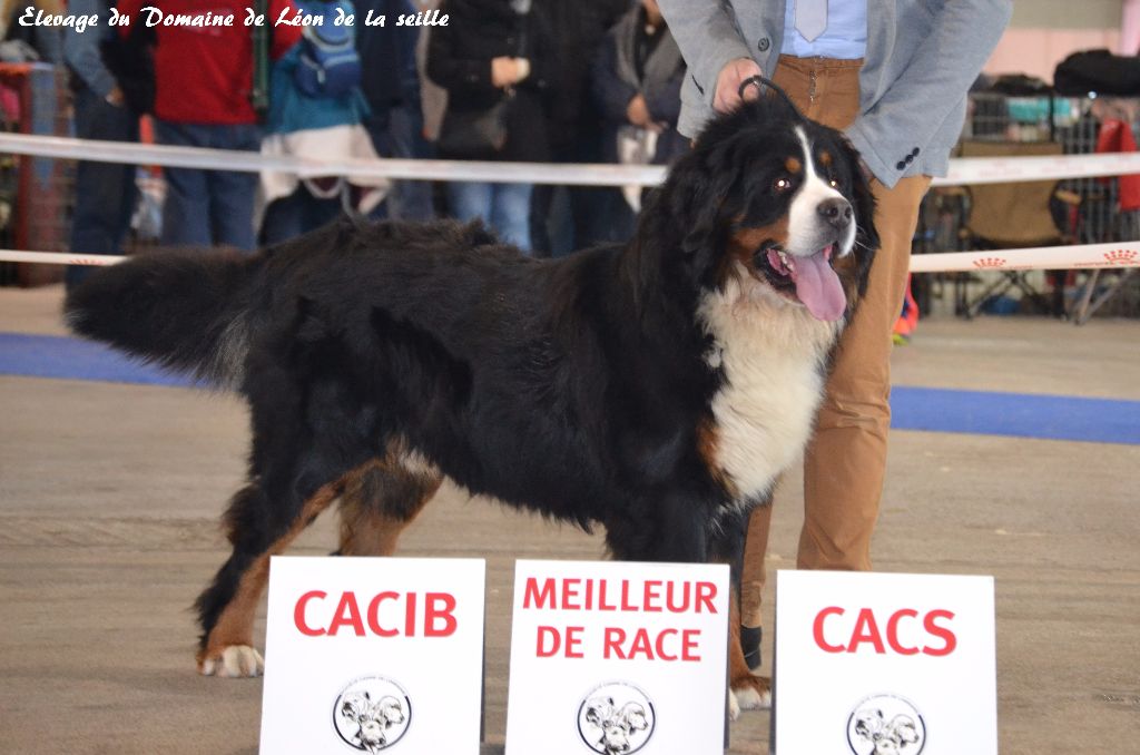 du Domaine De Léon De La Seille - Meilleur de race CABIB CACS Léon du Domaine de Léon de la seille