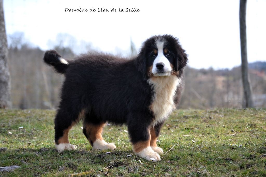 CHIOTS BOUVIERS BERNOIS SELECTION BEAUTE SANTE CARACTERE